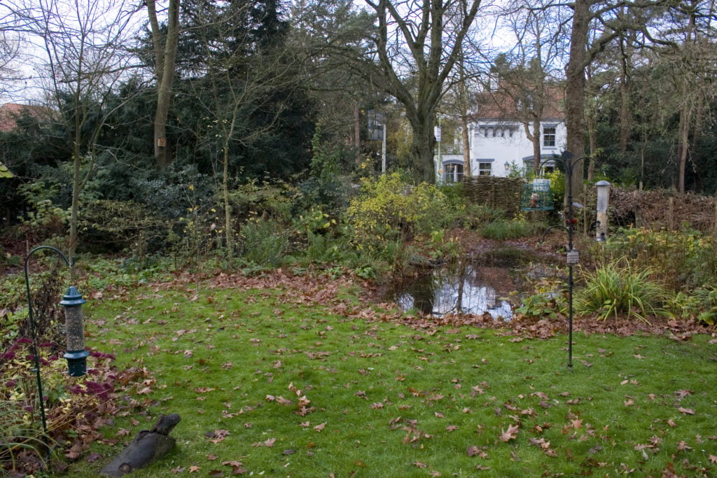 Nature and bird friendly backyard