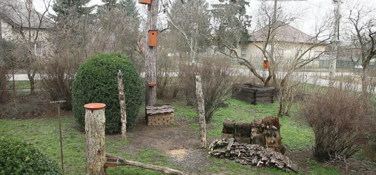 Bird-friendly backyard-How to Start Your Birding Journey