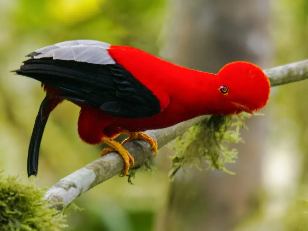 Andean Cock-of-the-rock