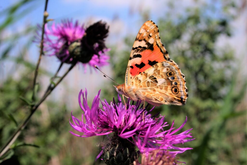 Butterfly in backyard 12 Nature-friendly Solutions in Your Backyard