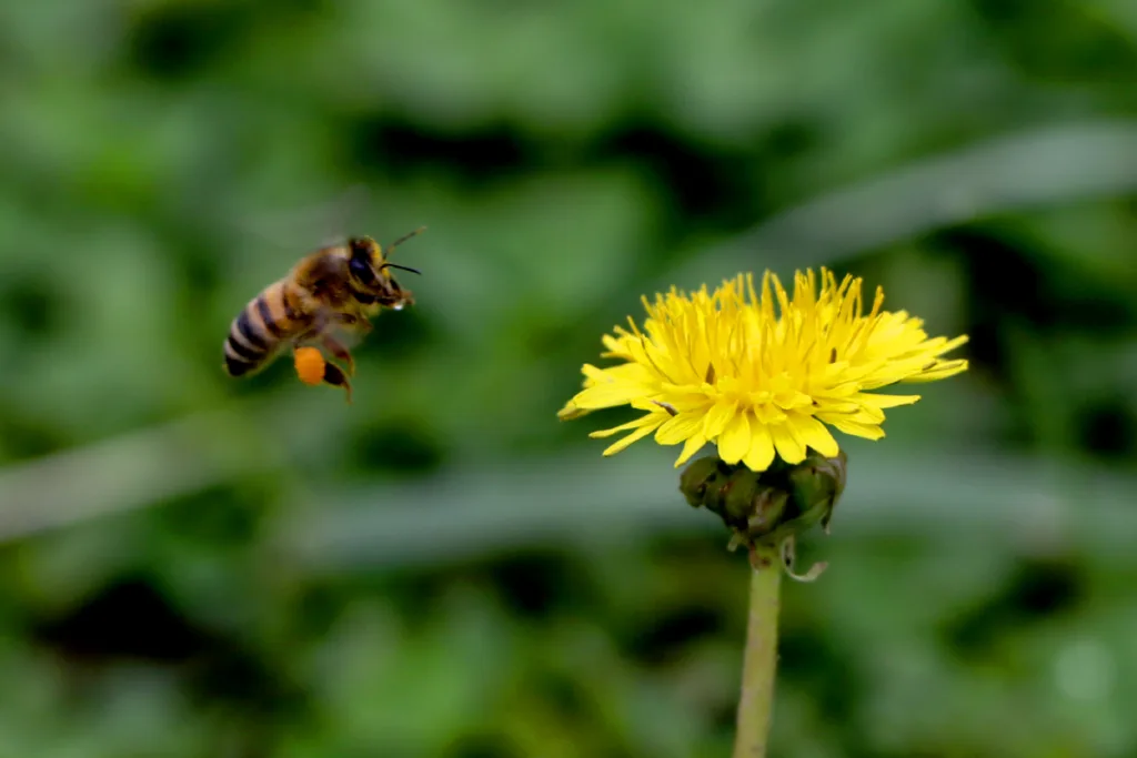 Bee in Nature-friendly backyard