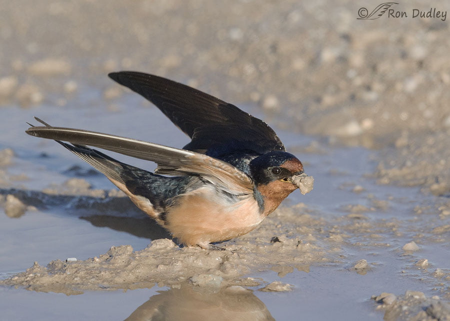 barn swallow at mud gathering place 