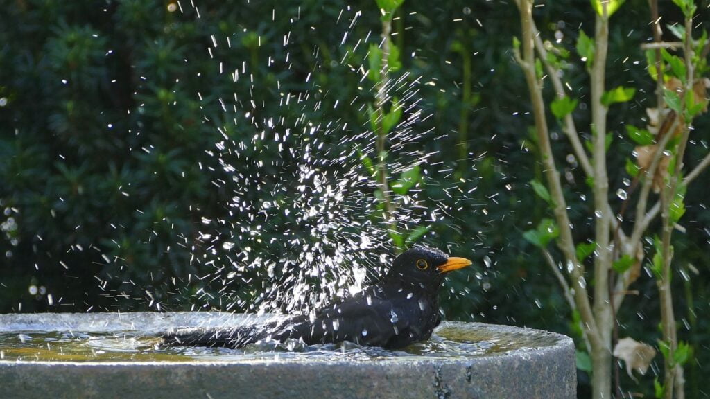 bird, black, blackbird The Footprint of Help the Birds in Summer