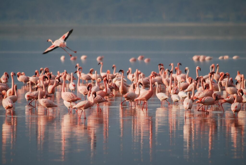 birds, flamingos, ornithology-Top 5 Birdwatching Destinations: Exploring Biodiversity