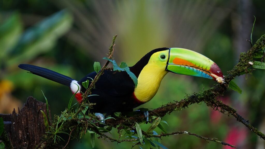 keel billed toucan, Top 5 Birdwatching Destinations: Exploring Biodiversity