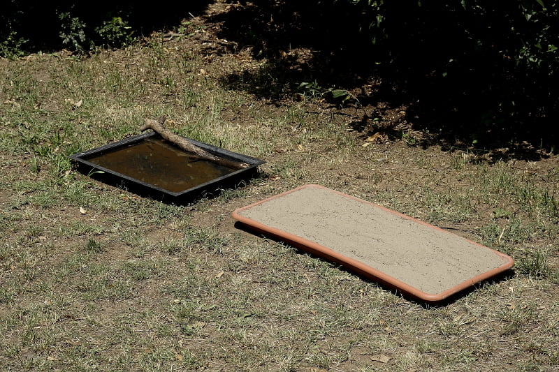 dust bath to help birds against parasites The Footprint of Help the Birds in Summer
