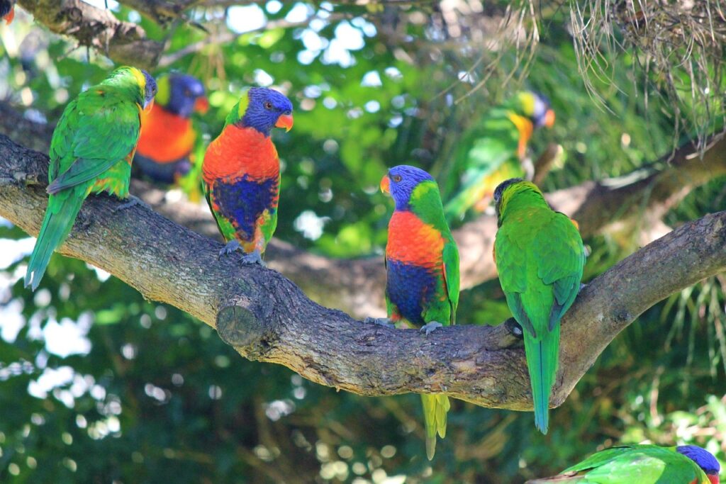 rainbow lorikeets, birds, Top 5 Birdwatching Destinations: Exploring Biodiversity
