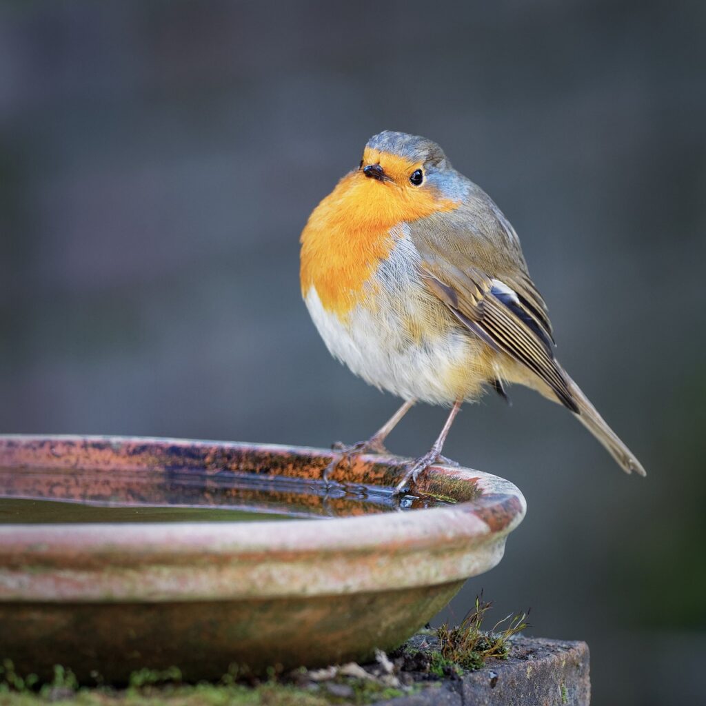 robin, bird, birdbath The Footprint of Help the Birds in Summer