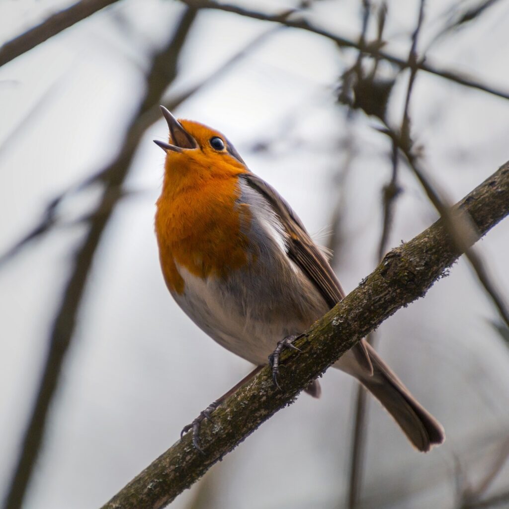 Robin in backyard - How to Start Your Birding Journey