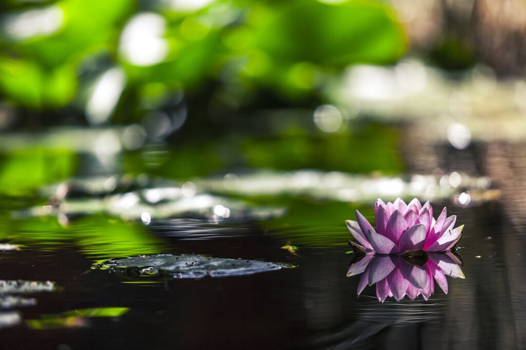 water lily, water, pink The Footprint of Help the Birds in Summer