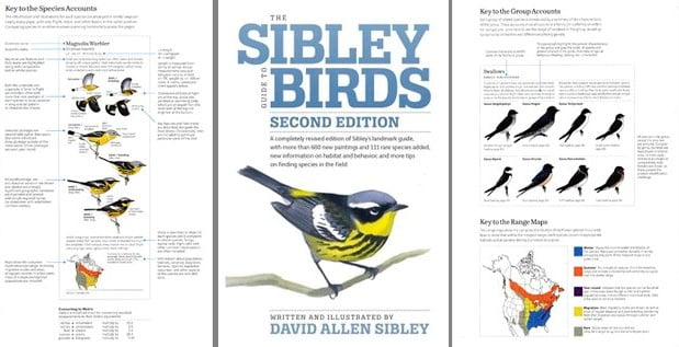 The Sibley Guide to Birds: A Masterpiece in Birdwatching