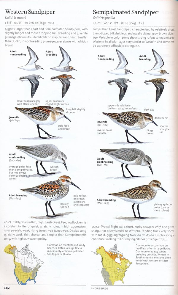 The Sibley Guide to Birds: A Masterpiece in Birdwatching