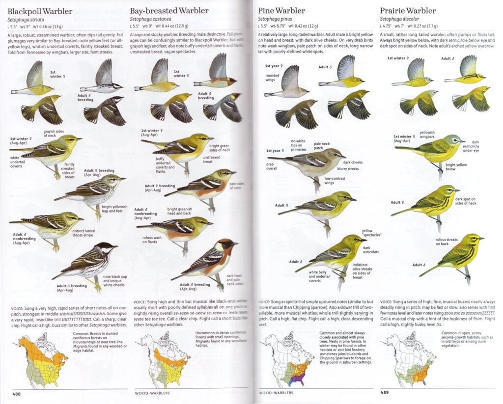 The Sibley Guide to Birds: A Masterpiece in Birdwatching