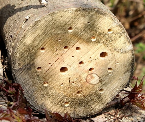 wasp garage in wood Nurturing Wildlife Diversity in Your Nature-Friendly Garden
