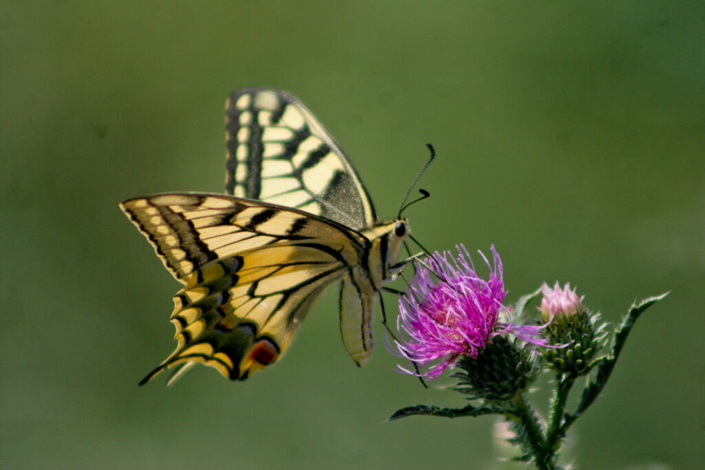 Nurturing Wildlife Diversity in Your Nature-Friendly Garden