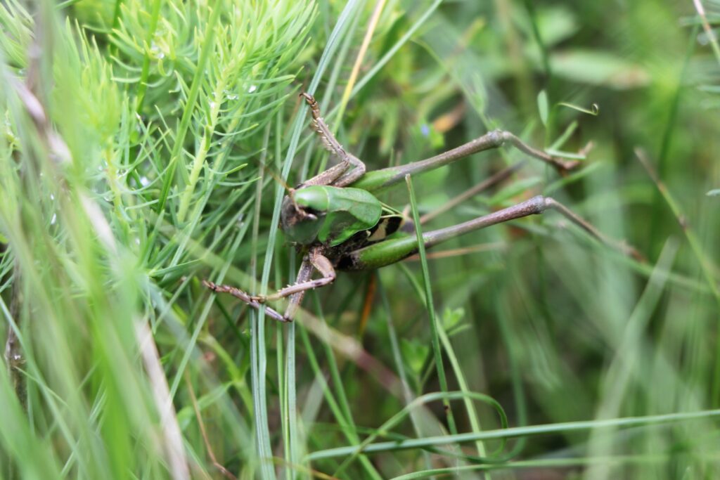Nurturing Wildlife Diversity in Your Nature-Friendly Garden