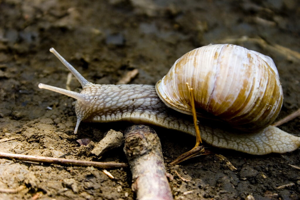 Nurturing Wildlife Diversity in Your Nature-Friendly Garden