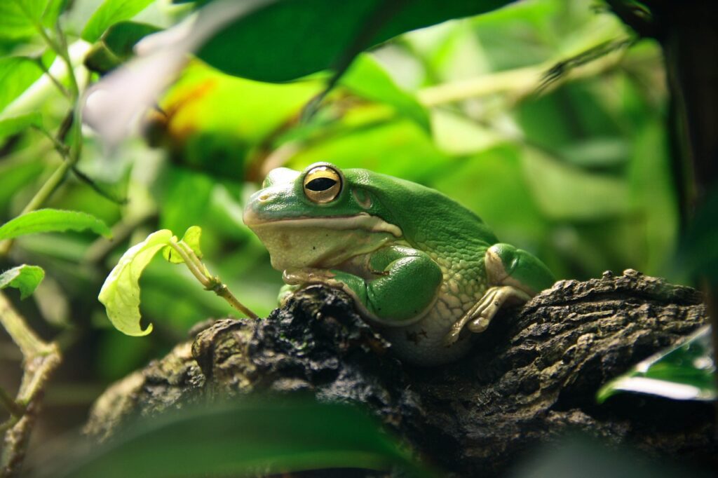 frog, terrarium, Nurturing Wildlife Diversity in Your Nature-Friendly Garden