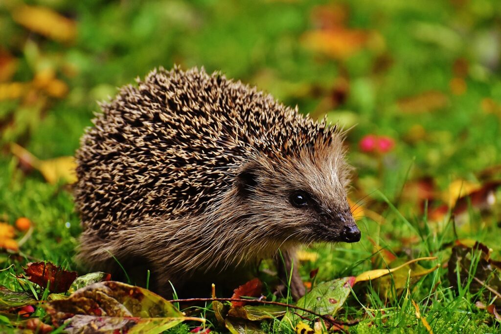 hedgehog child, Nurturing Wildlife Diversity in Your Nature-Friendly Garden