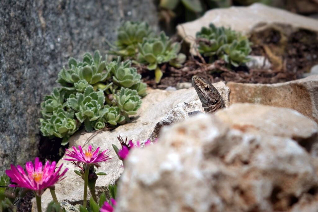 lizard, reptile, Nurturing Wildlife Diversity in Your Nature-Friendly Garden