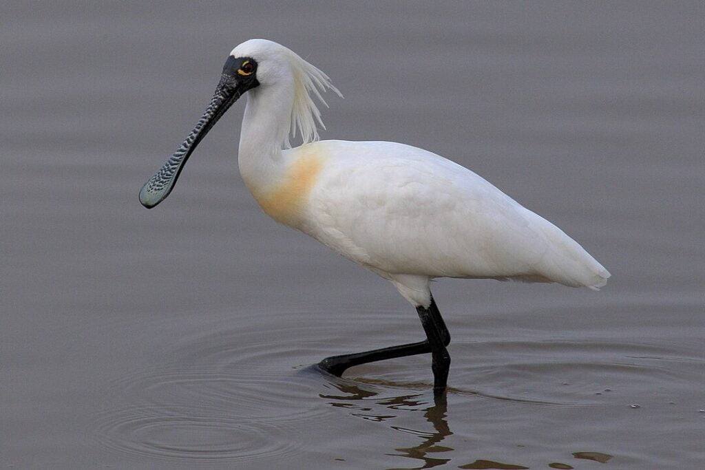 The Secrets and Beauties of Bird Migration