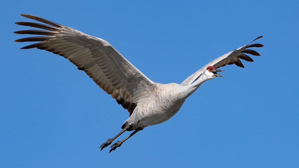 Sandhill Cranes
