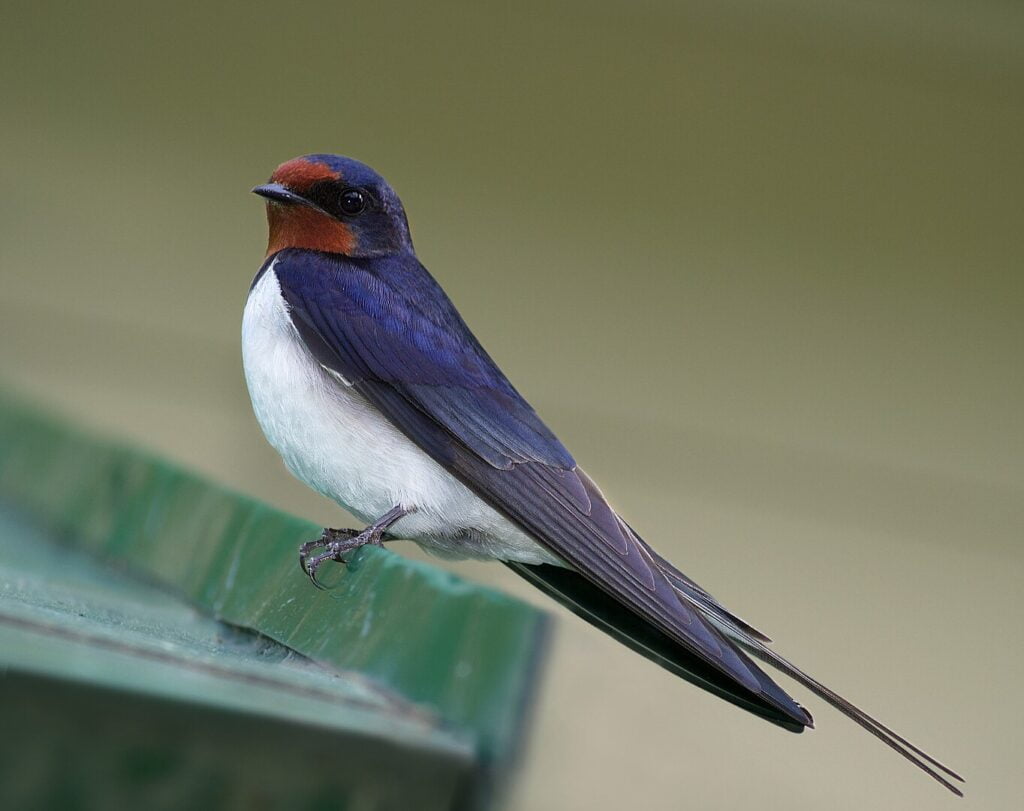 Barn Swallow The Secrets and Beauties of Bird Migration