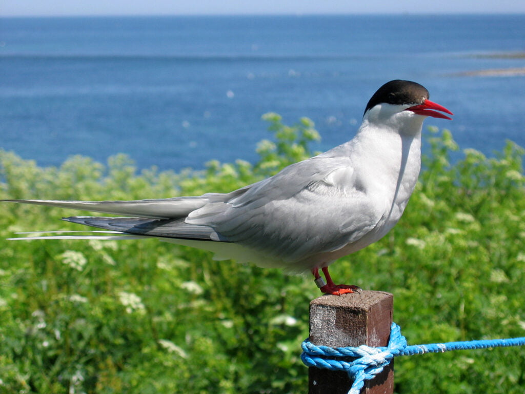 Arctic Tern The Secrets and Beauties of Bird Migration
