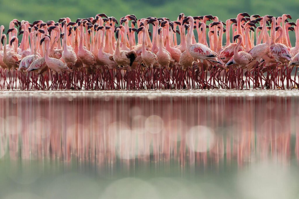 The Secrets and Beauties of Bird Migration