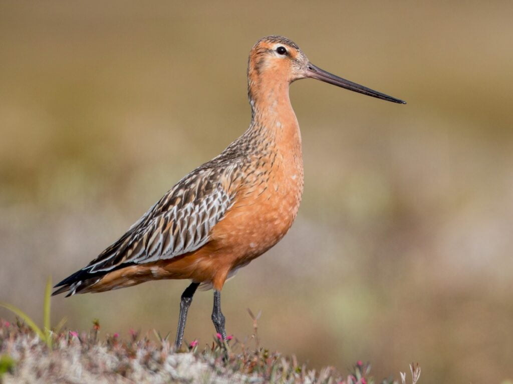 Bar tailed Godwit
