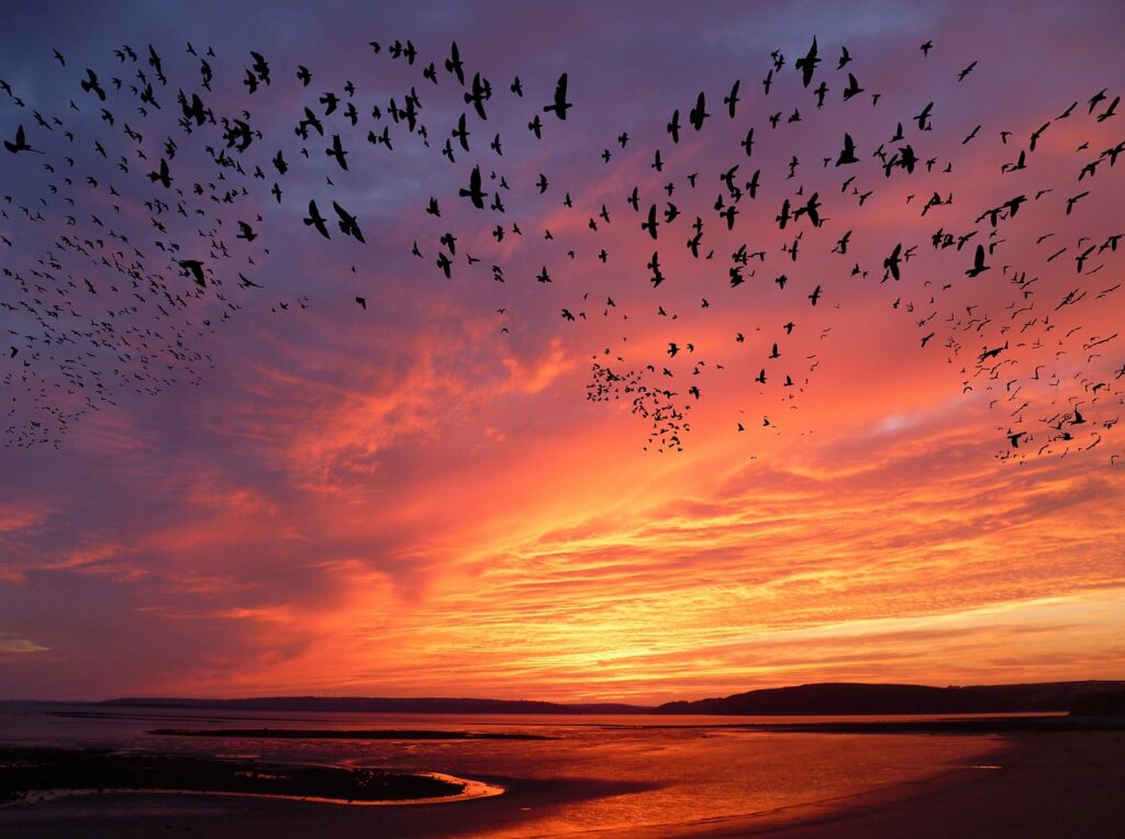 The Secrets and Beauties of Bird Migration