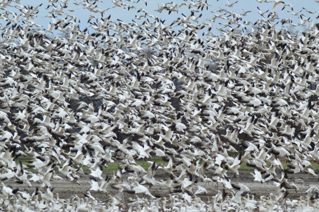 snow geese, The Secrets and Beauties of Bird Migration