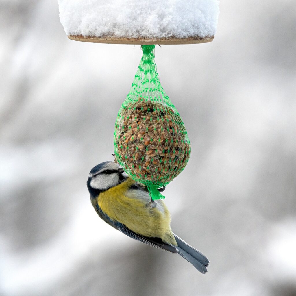 blue tit, bird, bird feeder
