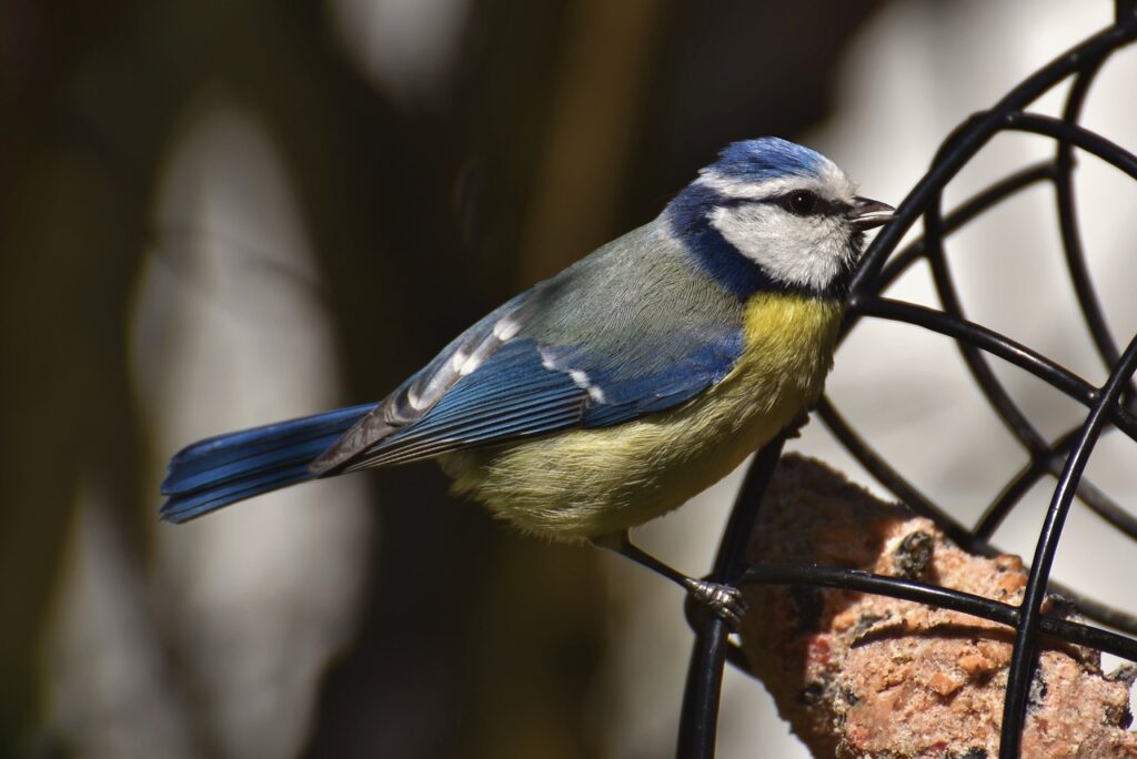 blue tit, bird, tit-7264808.jpg