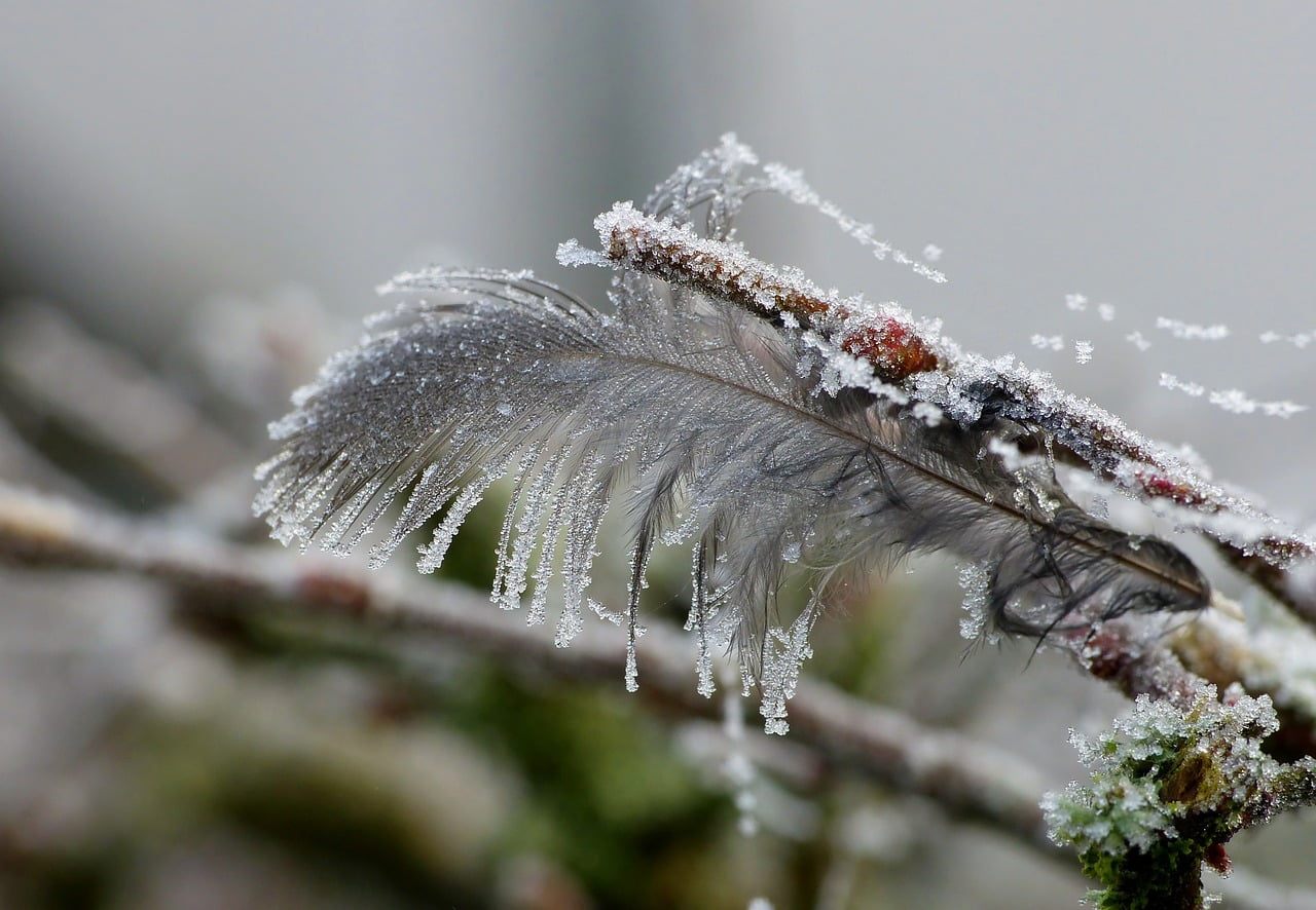 Winter time for bird feeding