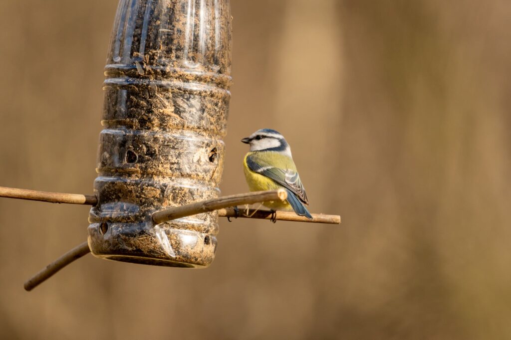 a bird perched on a bird feeder-Must Know Why And How To Feed Birds In Winter