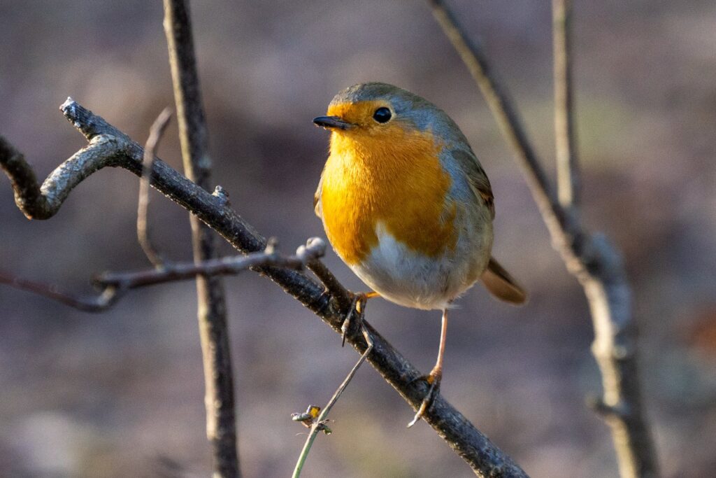 european robin erithacus rubecula perching on a branch