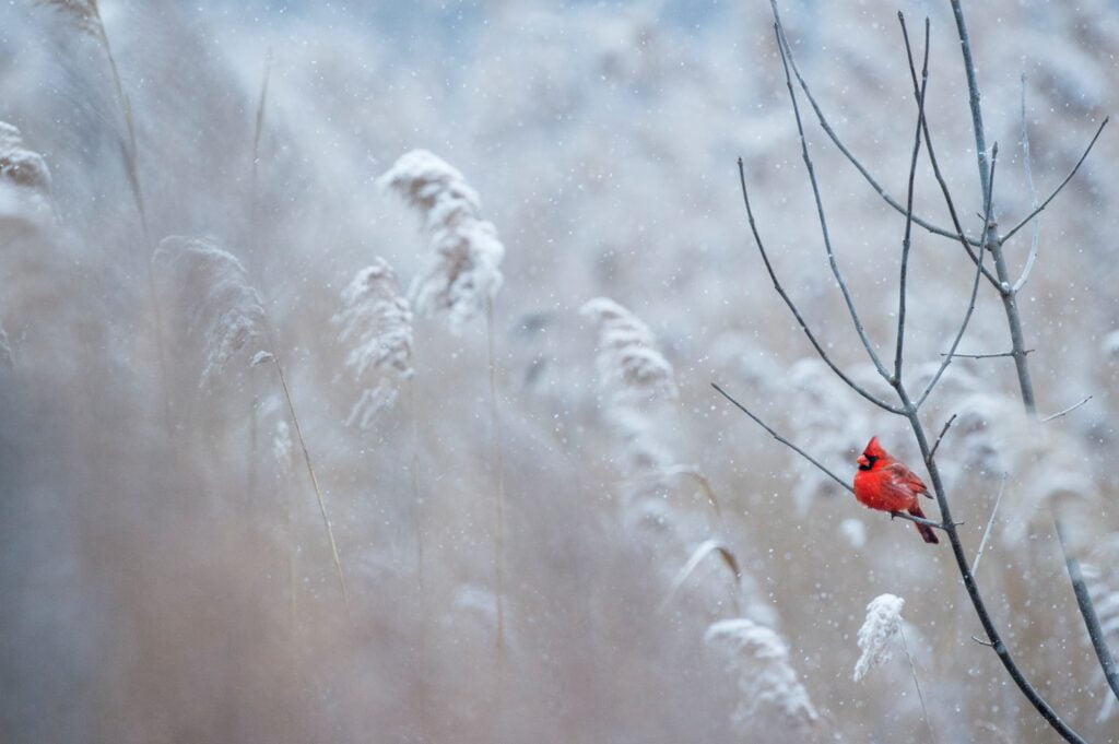 Cardinal in a snow