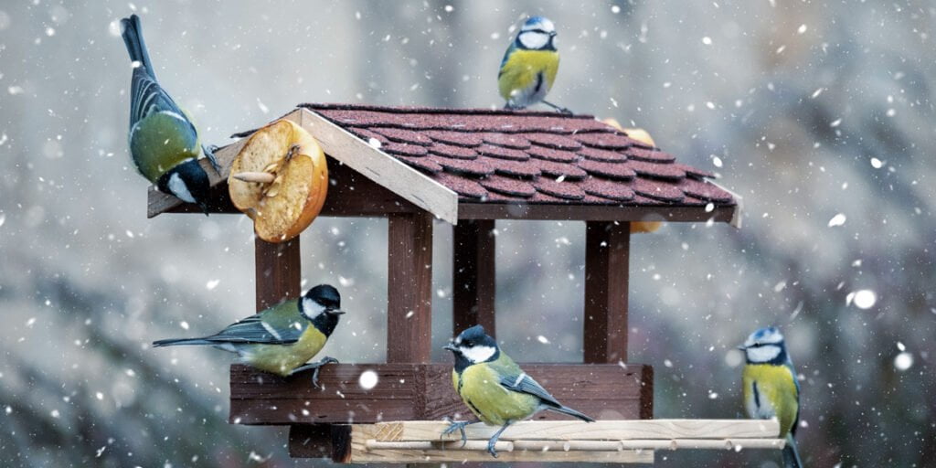winter bird feeding Must Know Why And How To Feed Birds In Winter