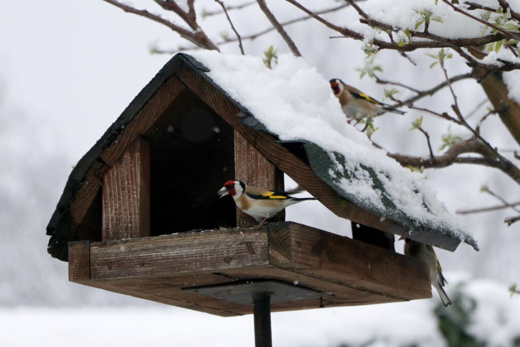 Must Know Why And How To Feed Birds In Winter