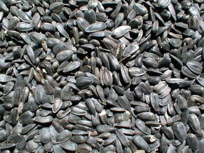Sunflower seeds-Must Know Why And How To Feed Birds In Winter