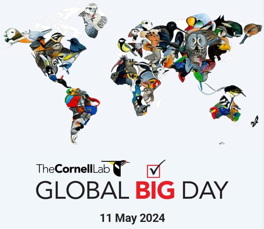 Global Big Day 2024