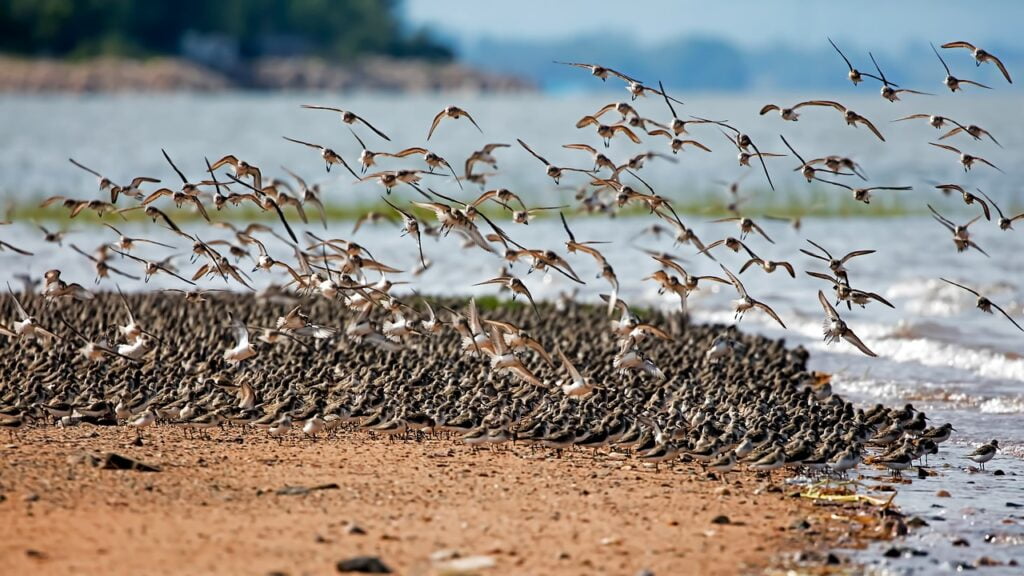 birds, flock, beach-7043479.jpg
