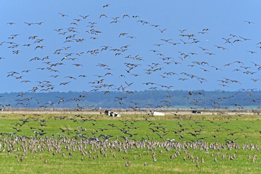 golden plover, approach, plover-4515236.jpg