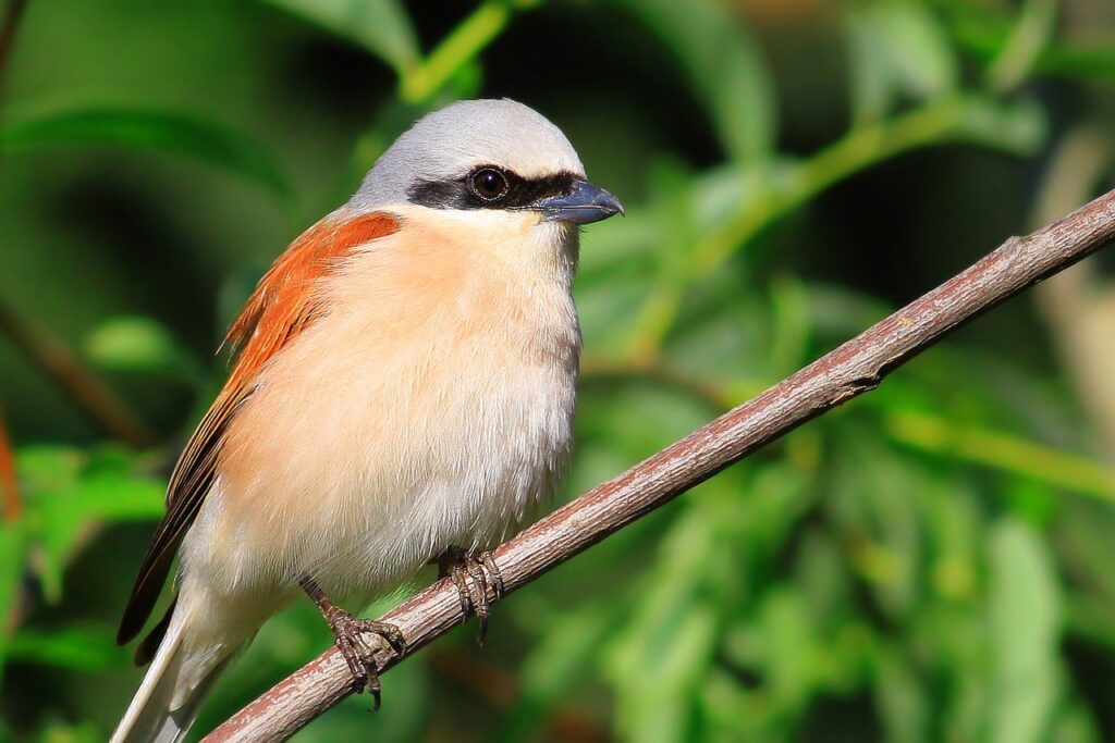 Red-backed Shrike: Lanius collurio