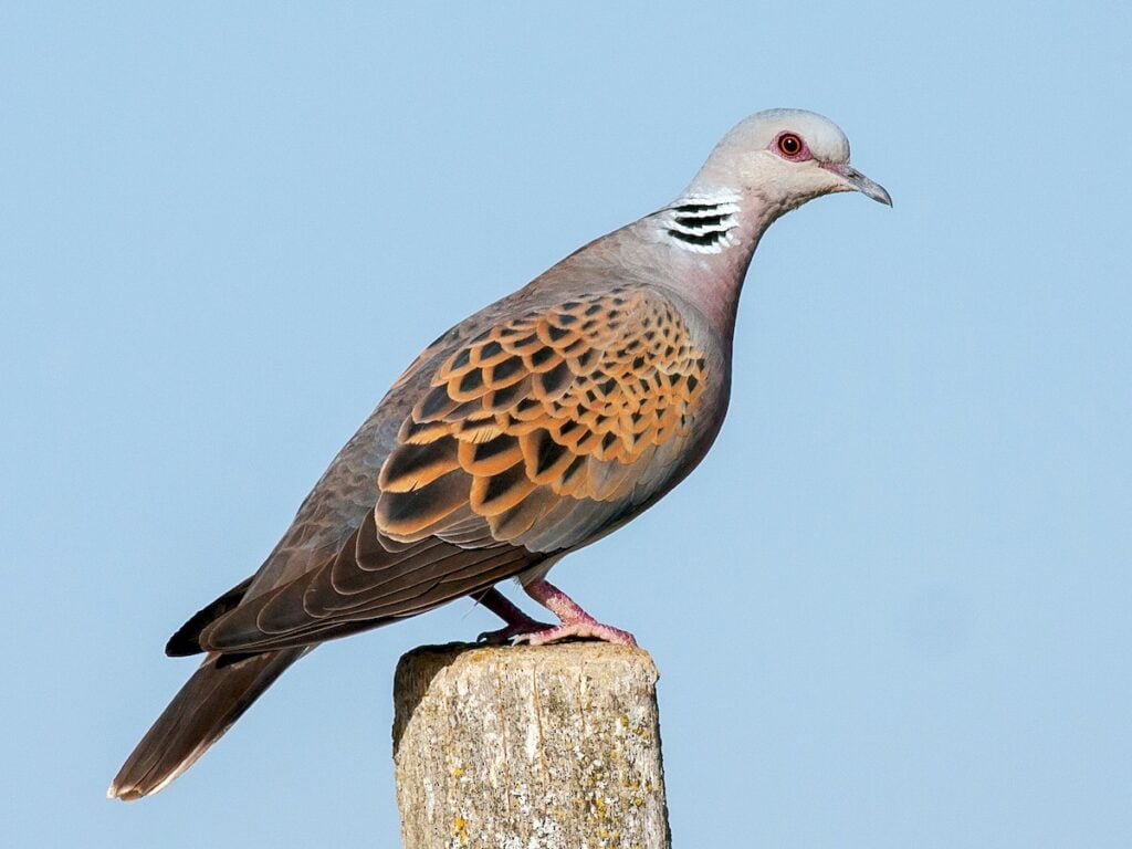 European Turtle-dove 