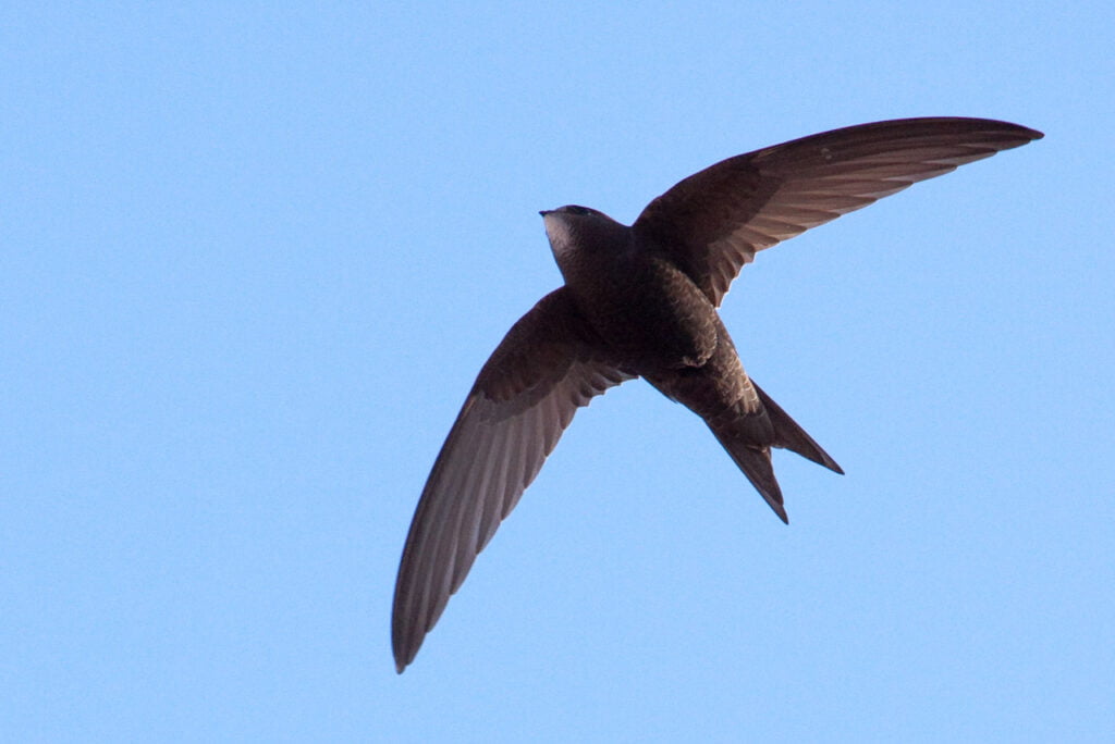 Common Swift Apus apus