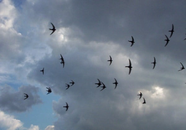 Common Swift Apus apus
