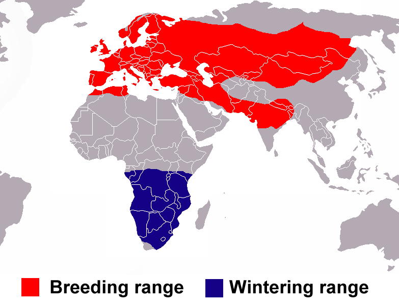 Apus_apus_distribution_map copy