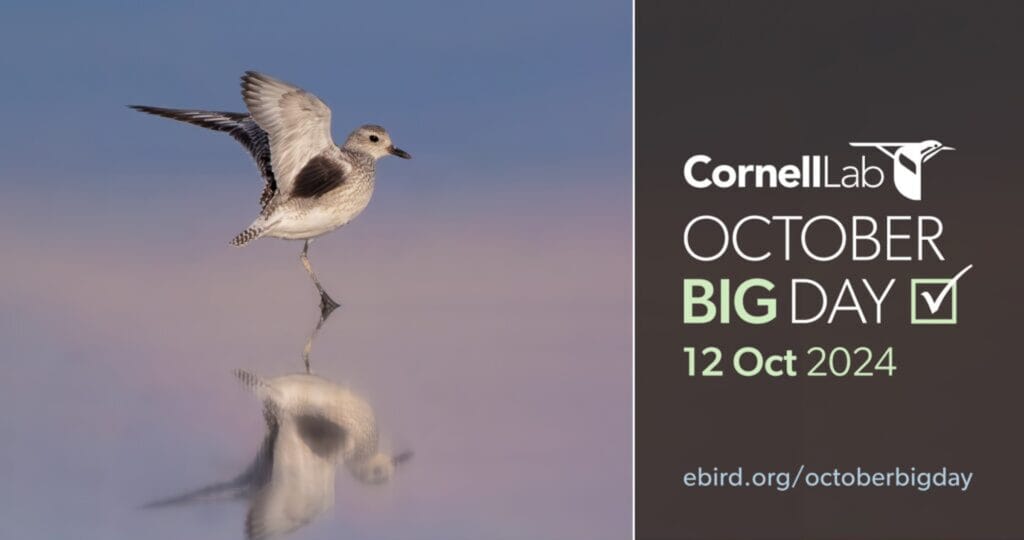 October Big Day 2024